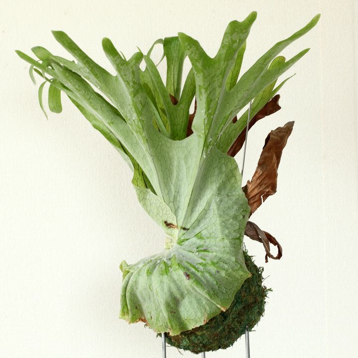 コウモリラン(ビカクシダ)初心者向け人気5種|苔玉、鉢植え、板付 コウモリラン(ビカクシダ)初心者向け人気5種|苔玉、鉢植え、板付