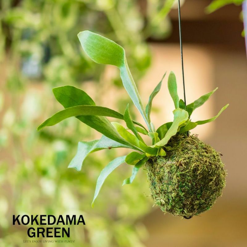 コウモリラン(ビカクシダ)苔玉|育て方付き!小ぶり品種ネザーランド コウモリラン(ビカクシダ)苔玉|育て方付き!小ぶり品種ネザーランド