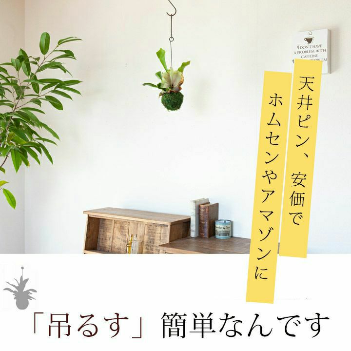 コウモリラン(ビカクシダ)苔玉｜育て方付き！小ぶり品種ネザーランド