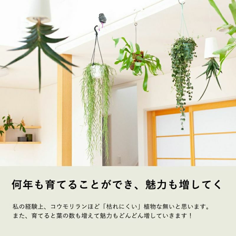 コウモリラン(ビカクシダ)苔玉|育て方付き!小ぶり品種ネザーランド コウモリラン(ビカクシダ)苔玉|育て方付き!小ぶり品種ネザーランド