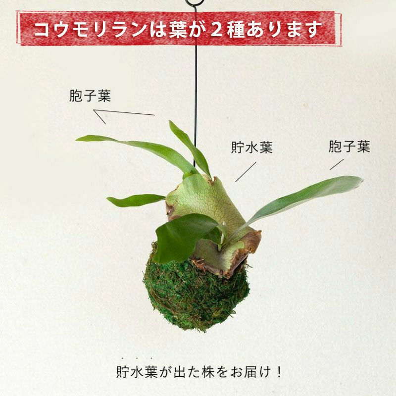コウモリラン(ビカクシダ)苔玉｜育て方付き！小ぶり品種ネザーランド