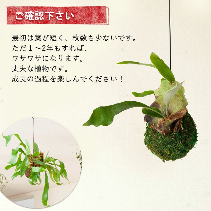 コウモリラン(ビカクシダ)苔玉｜育て方付き！小ぶり品種ネザーランド