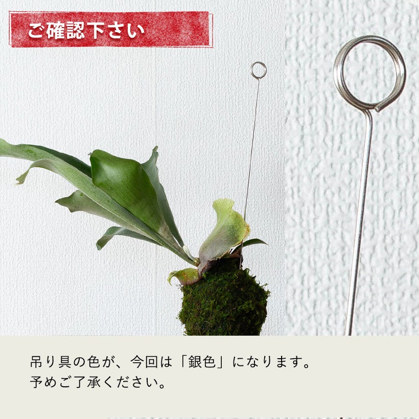 コウモリラン(ビカクシダ)苔玉｜育て方付き！小ぶり品種ネザーランド