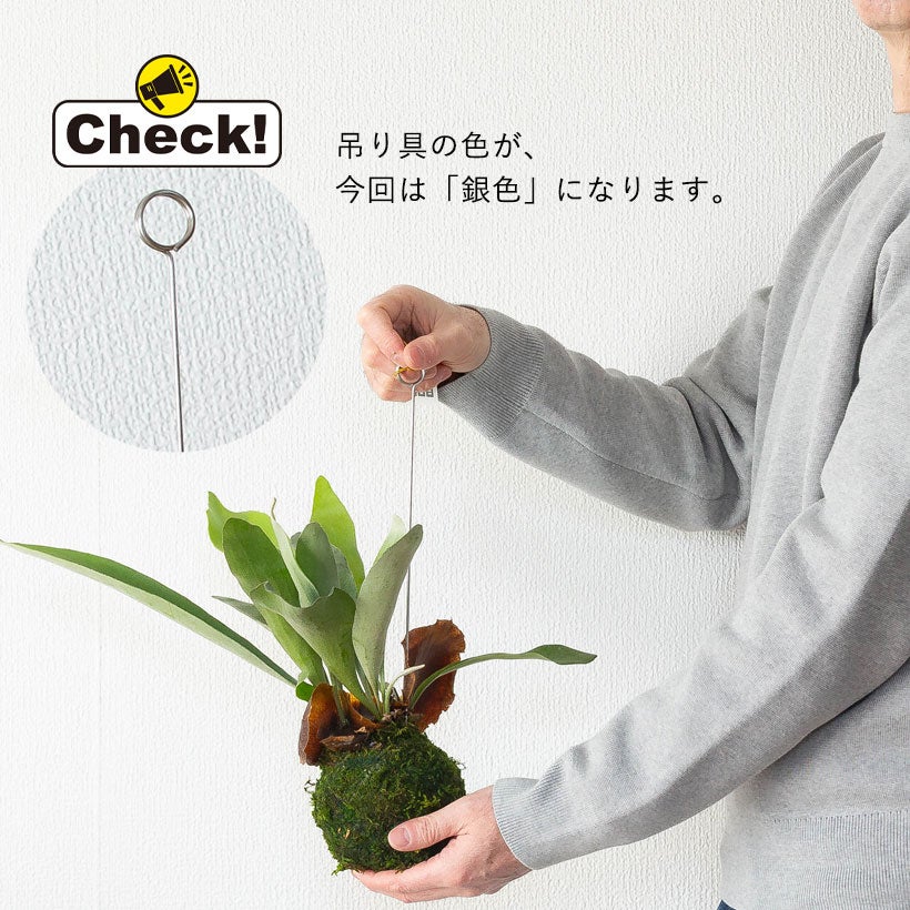 ビカクシダ　ビカク玉 ビカクシダ 苔玉 ※苔玉Φ20cm×W50cm | Botanical56