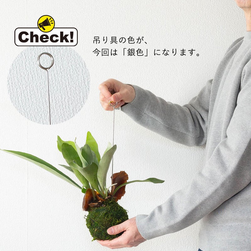コウモリラン(ビカクシダ)苔玉｜育て方付き！小ぶり品種ネザーランド