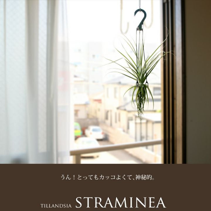 大型エアープランツ！農家の力作・巨大化ストラミネア（希少種）