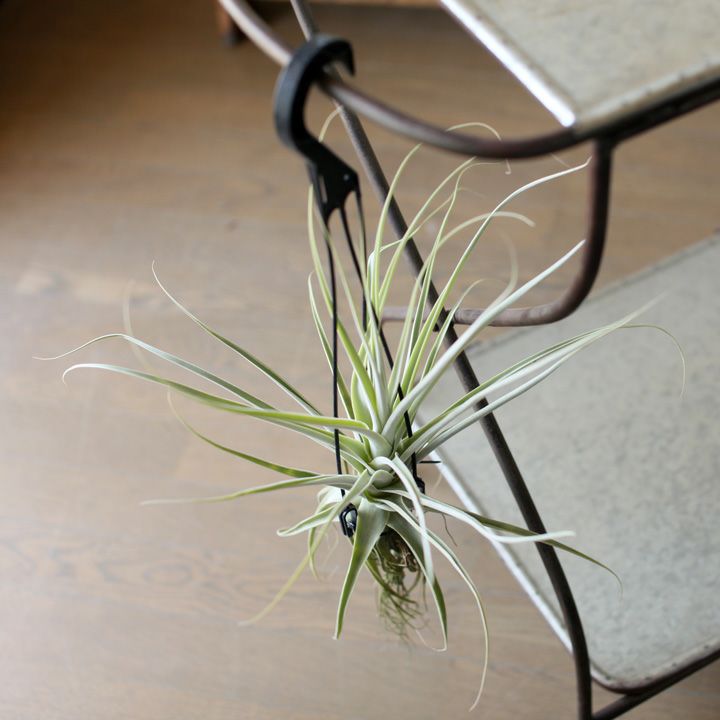 大型エアープランツ！農家の力作・巨大化ストラミネア（希少種）