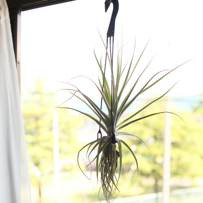 大型エアープランツ！農家の力作・巨大化ストラミネア（希少種）