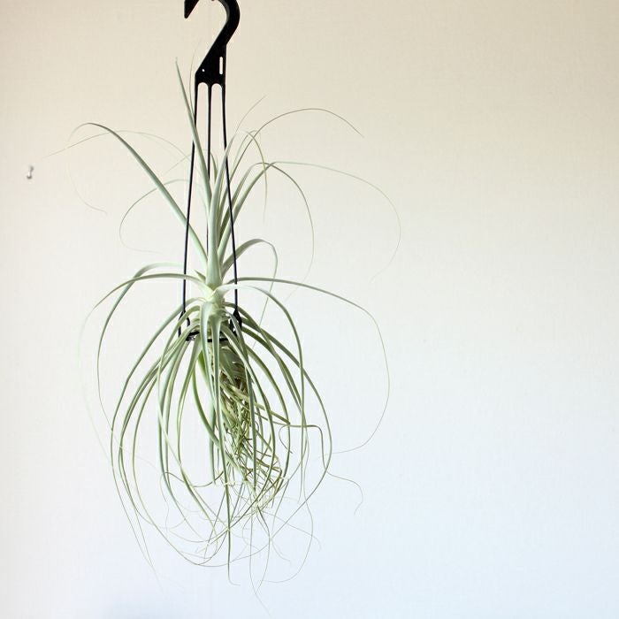 大型エアープランツ！農家の力作・巨大化ストラミネア（希少種）