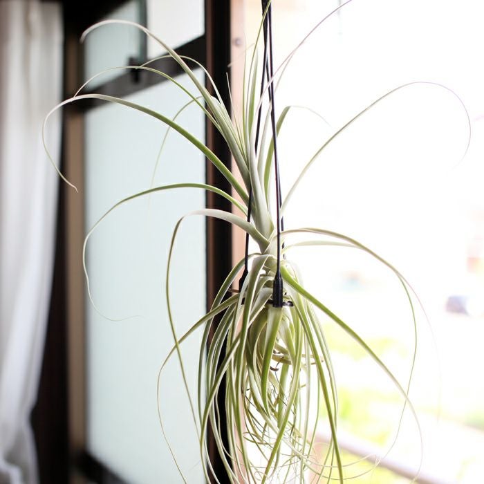 大型エアープランツ！農家の力作・巨大化ストラミネア（希少種）