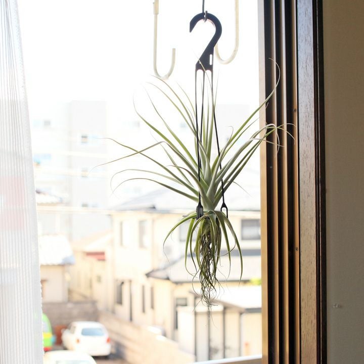 大型エアープランツ！農家の力作・巨大化ストラミネア（希少種）