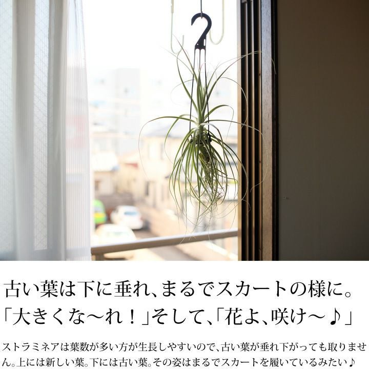大型エアープランツ！農家の力作・巨大化ストラミネア（希少種）