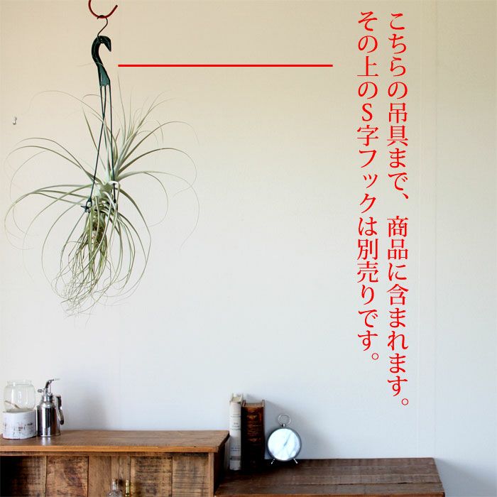 大型エアープランツ！農家の力作・巨大化ストラミネア（希少種）
