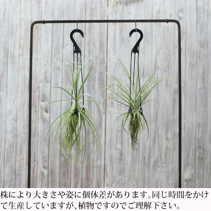 大型エアープランツ！農家の力作・巨大化ストラミネア（希少種）