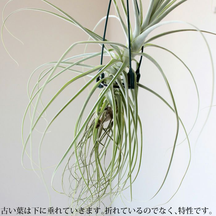 大型エアープランツ！農家の力作・巨大化ストラミネア（希少種）