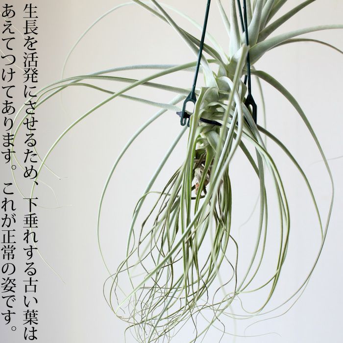 大型エアープランツ！農家の力作・巨大化ストラミネア（希少種）