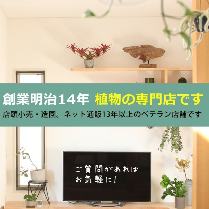 アンティーク風、植木鉢カバー（ブリキ）｜8号鉢向け：e-花屋さん