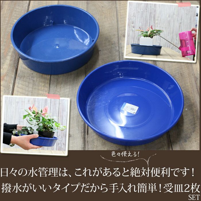 ミルクブッシュ【鉢カバーSET】 | [公式]e-花屋さん