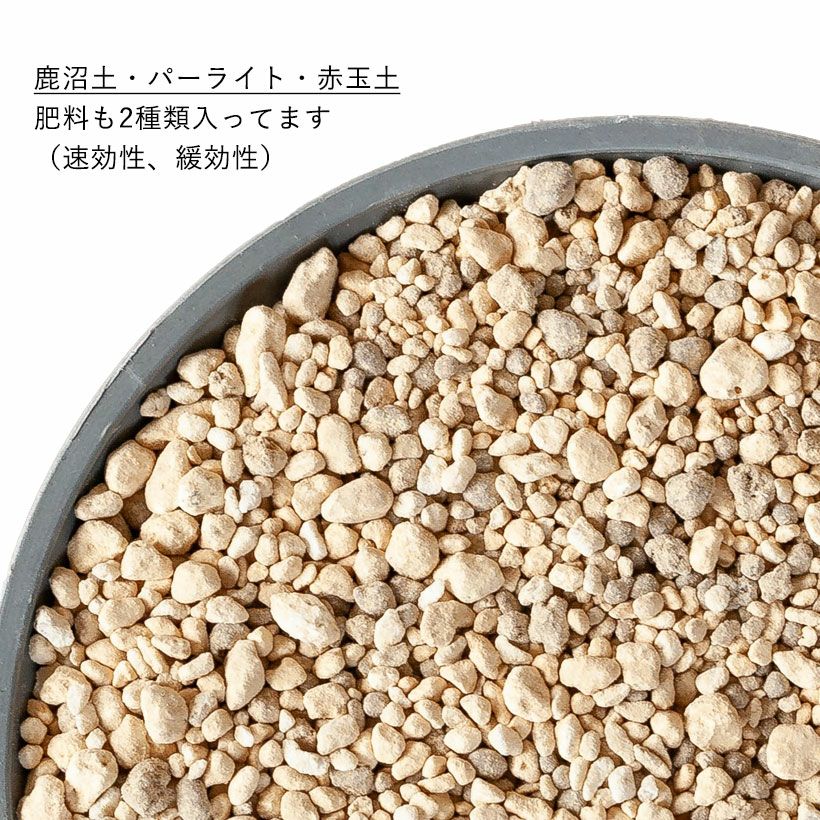 観葉植物＆多肉植物の土（虫が出にくい無機質用土） | [公式]e-花屋さん