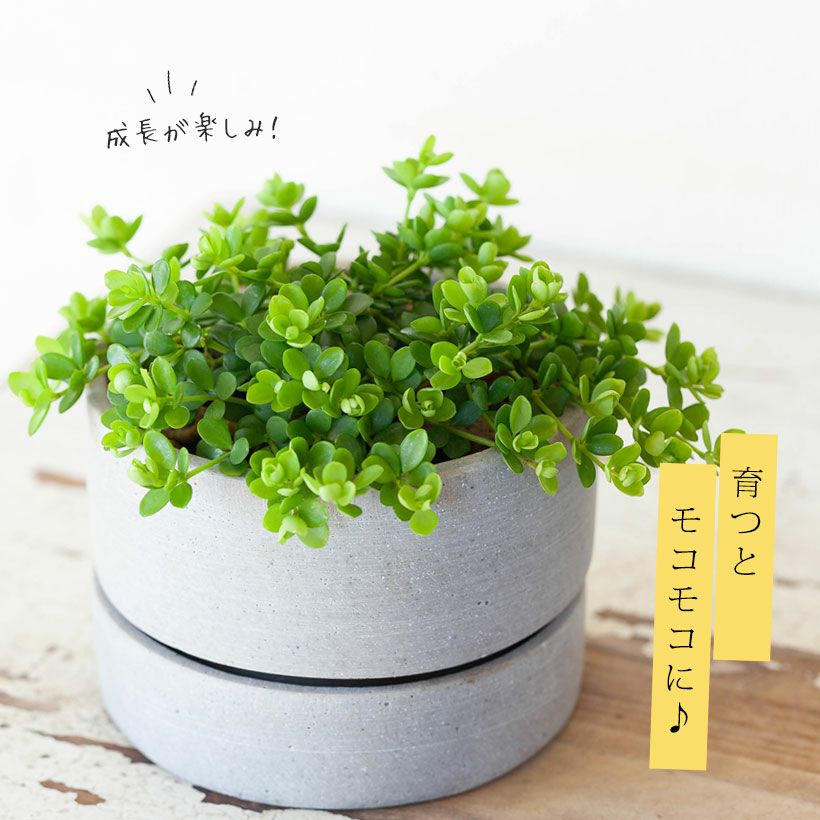 ペペロミア・イザベラ（デピーナ）育て方付き｜[予約OK] e-花屋さん