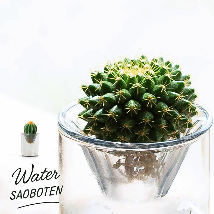 サボテンの水栽培・容器付き｜成長が遅い（大きくなりにくい）長く楽しめる