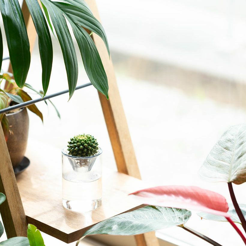 サボテンの水栽培・容器付き｜成長が遅い（大きくなりにくい）長く楽しめる