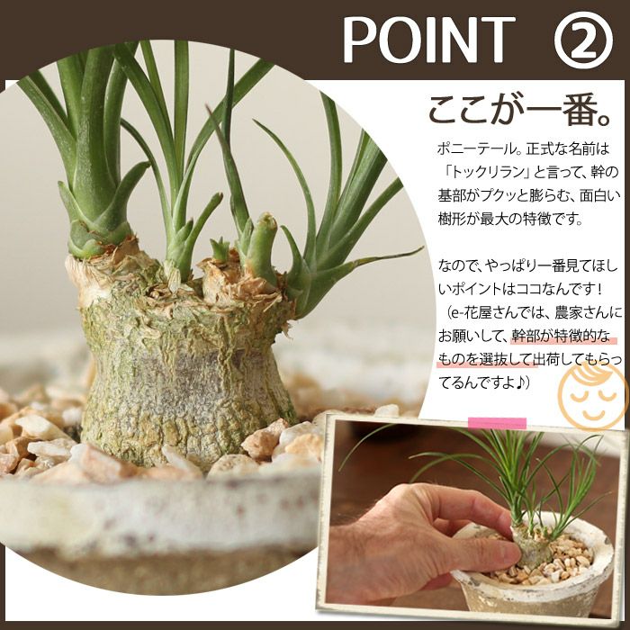 トックリラン（ポニーテール）をモスポットに植えて。 | [公式]e-花屋さん