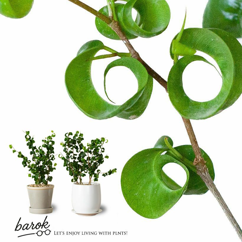 ベンジャミンバロックの通販（育て方付き）｜予約！春・初夏・秋販売