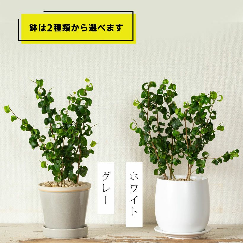 000000001004-02.jpg?size=l&w=