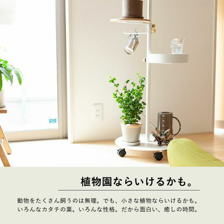 ベンジャミンバロックの通販（育て方付き）｜予約！春・初夏・秋販売