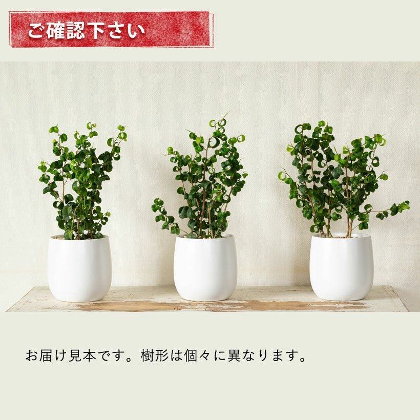 ベンジャミンバロックの通販（育て方付き）｜予約！春・初夏・秋販売