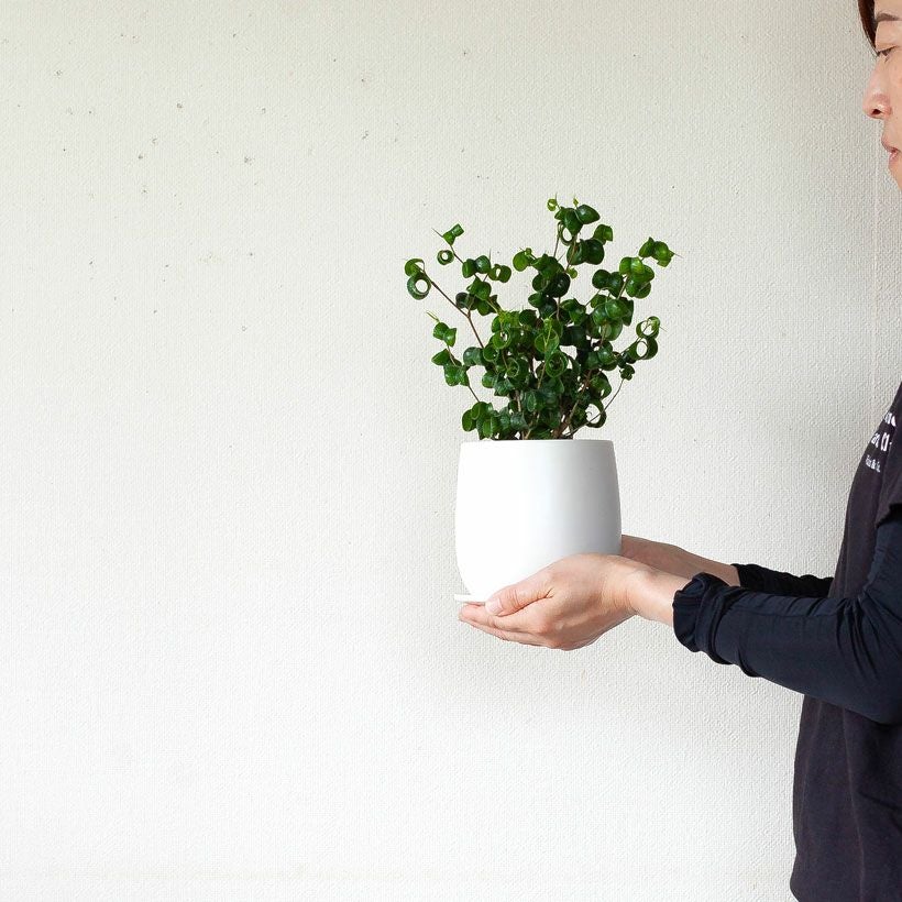 ベンジャミンバロックの通販（育て方付き）｜予約！春・初夏・秋販売