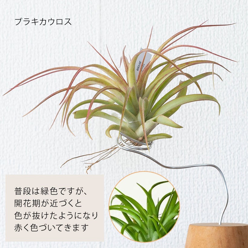 大きめサイズ！名人が時間をかけて生産したチランジア｜e-花屋さん