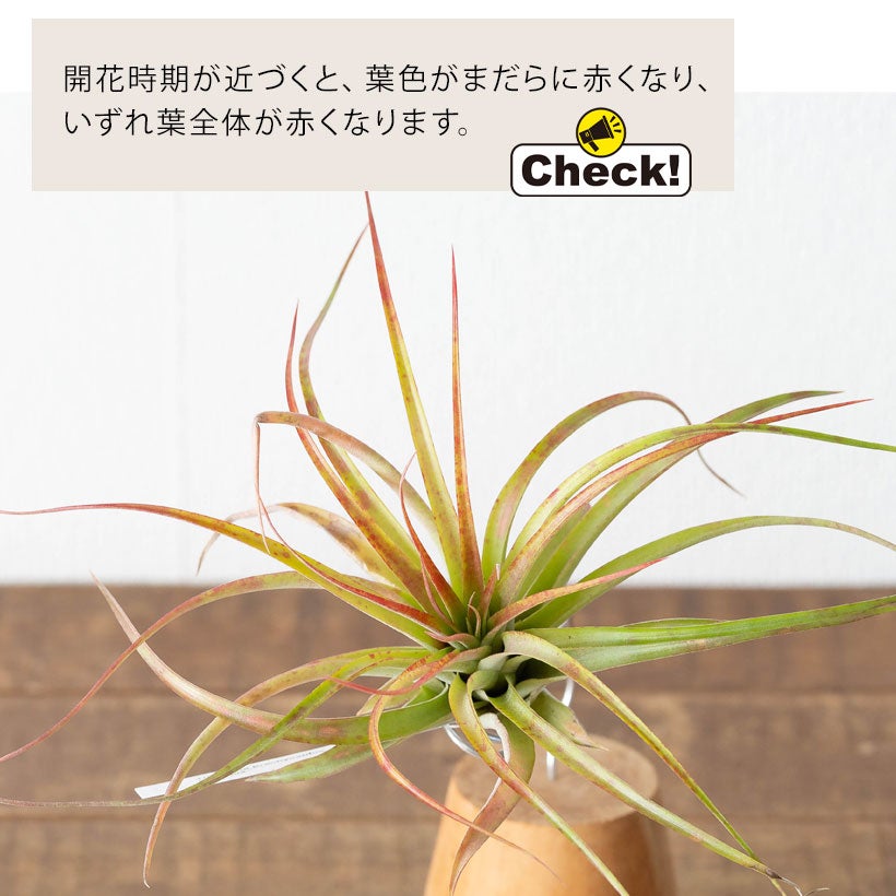大きめサイズ！名人が時間をかけて生産したチランジア｜e-花屋さん