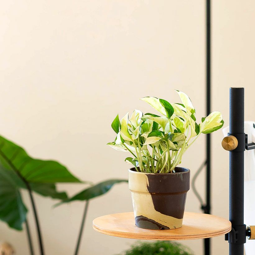 000000001012-03.jpg?size=l&w=