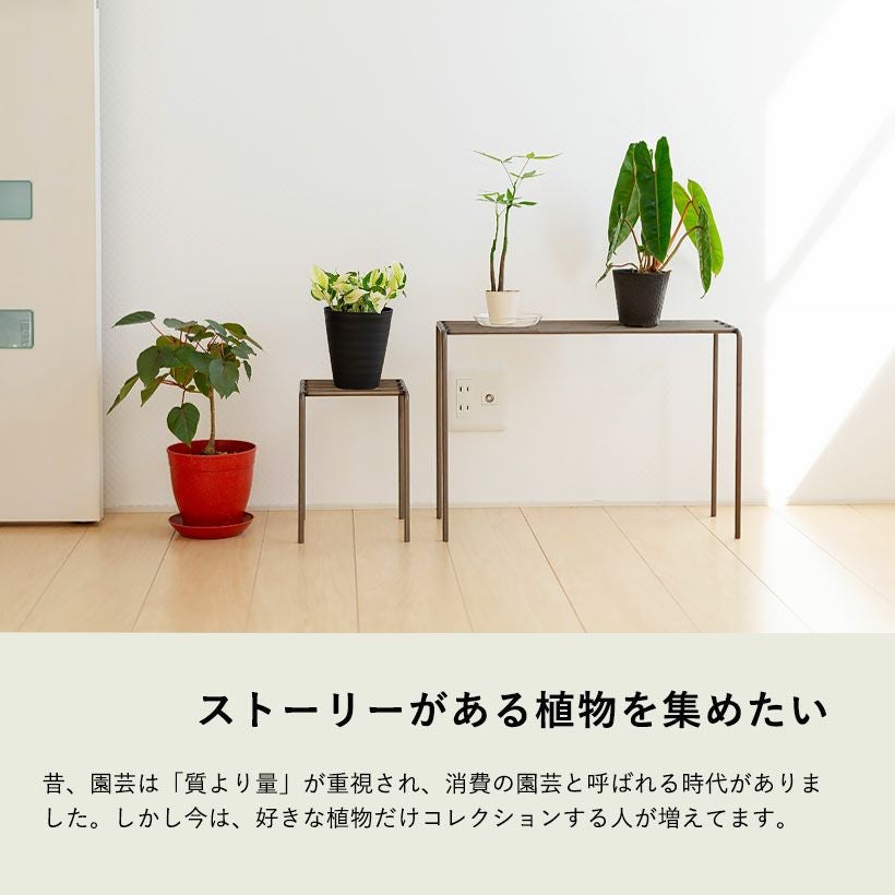 予約品・お届けは4/11~】幻のポトス「グローバル」。美術品の 予約品・お届けは4/11~】幻のポトス「グローバル」。美術品の