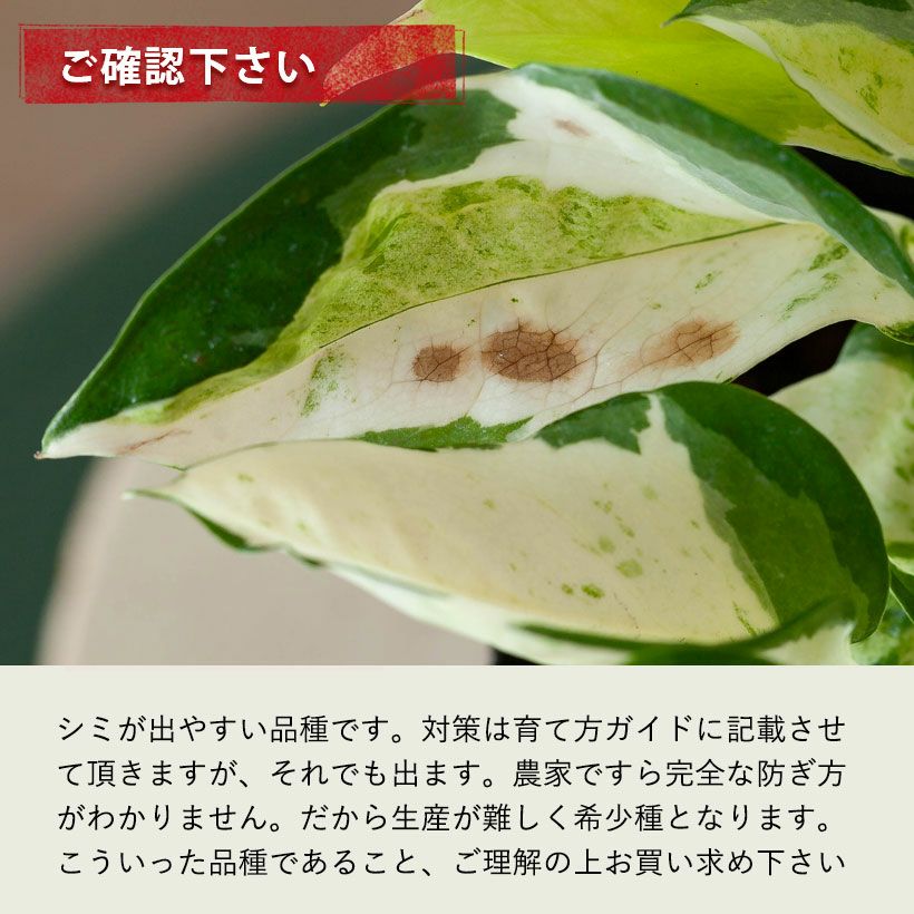 幻のポトス「グローバル」。美術品のような美しいポトス | [公式]e