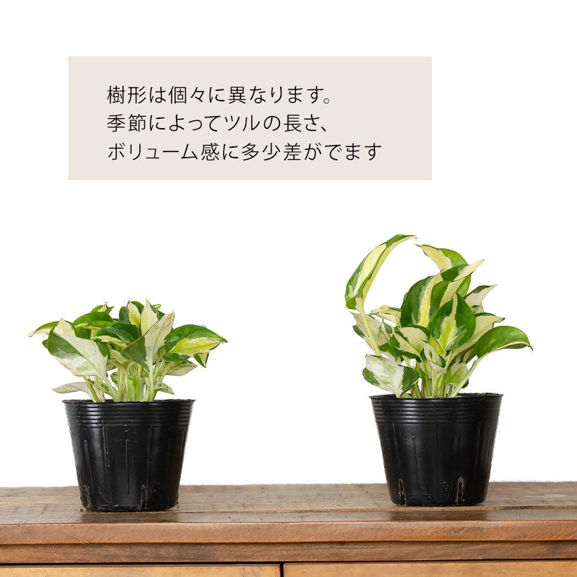 5/27～のお届け】幻のポトス「グローバル」。美術品のような美しい