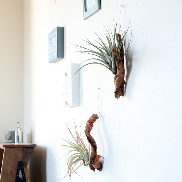 少し大きめのエアープランツを、流木にアレンジしました。 | [公式]e
