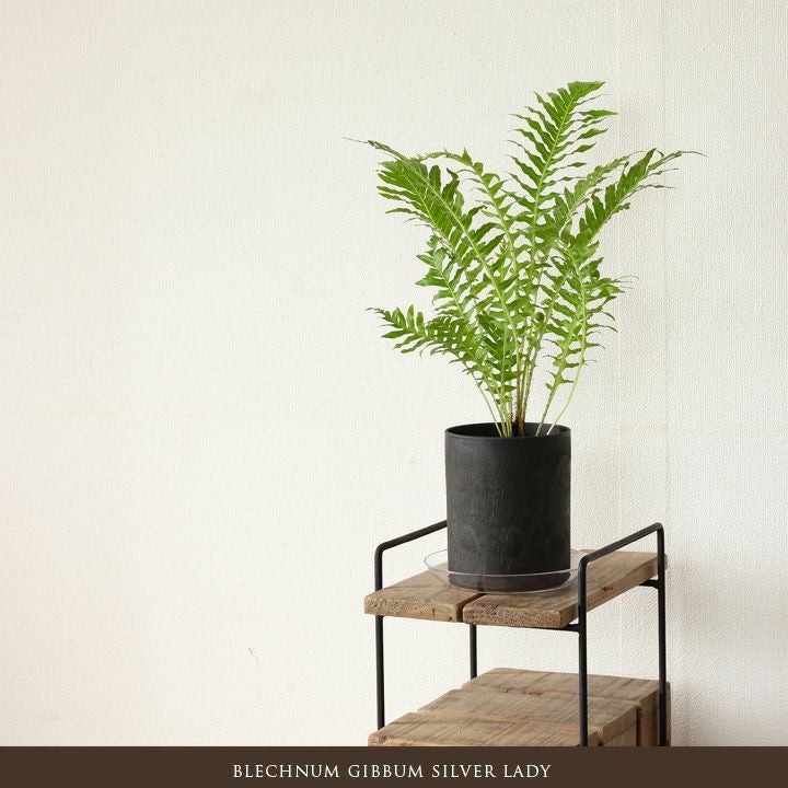 シダ植物・取扱い実績｜[公式] e-花屋さん 本店