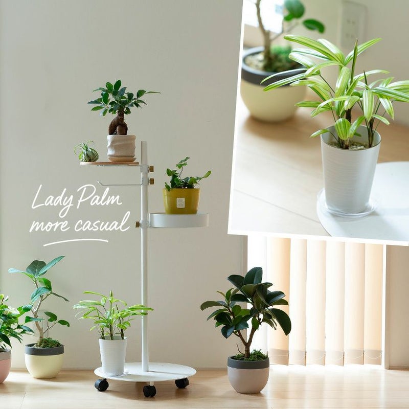 観音竹アヤニシキ（綾錦）斑入りで美しい観葉植物[公式] e-花屋さん