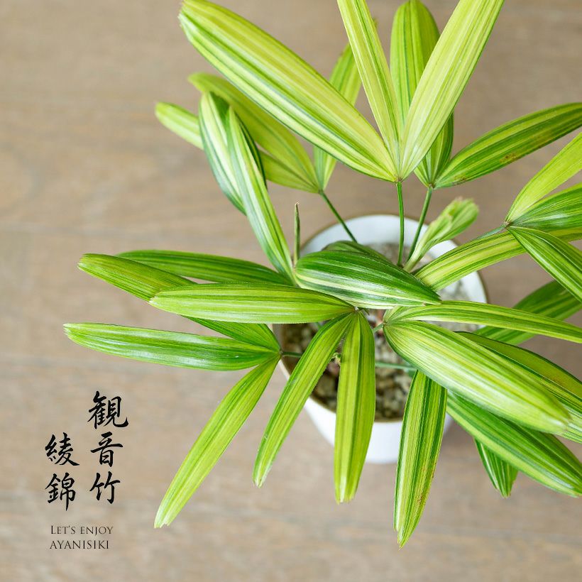 観音竹アヤニシキ（綾錦）斑入りで美しい観葉植物[公式] e-花屋さん