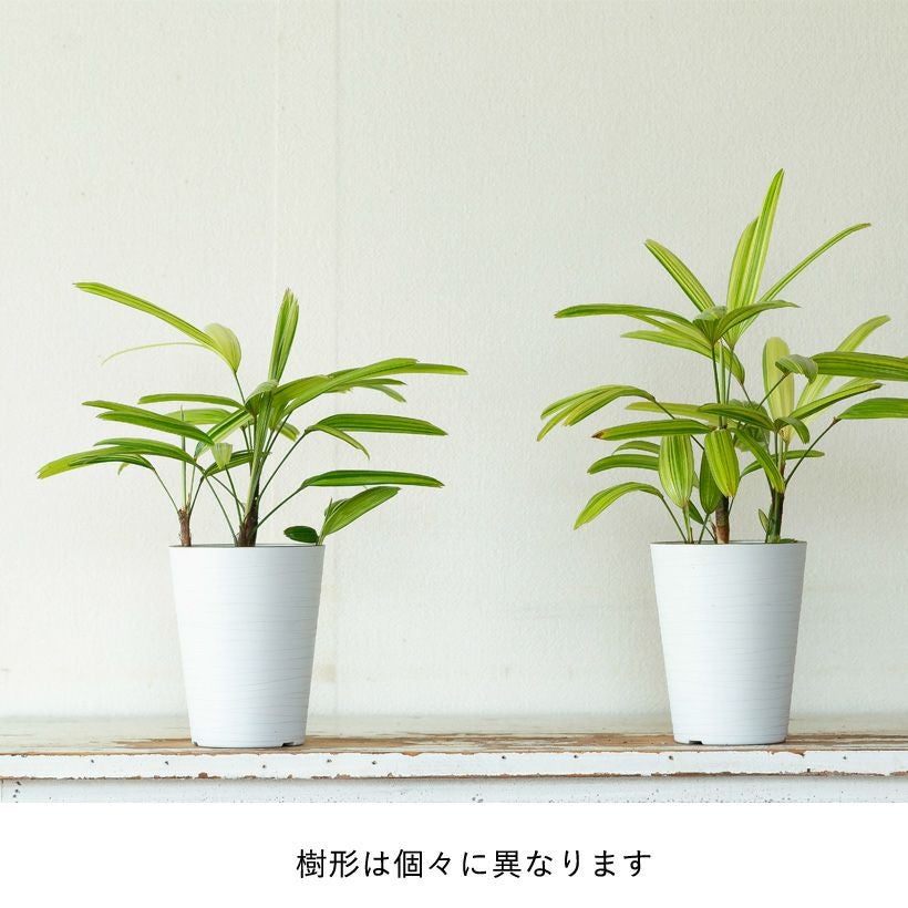 観音竹アヤニシキ（綾錦）斑入りで美しい観葉植物[公式] e-花屋さん