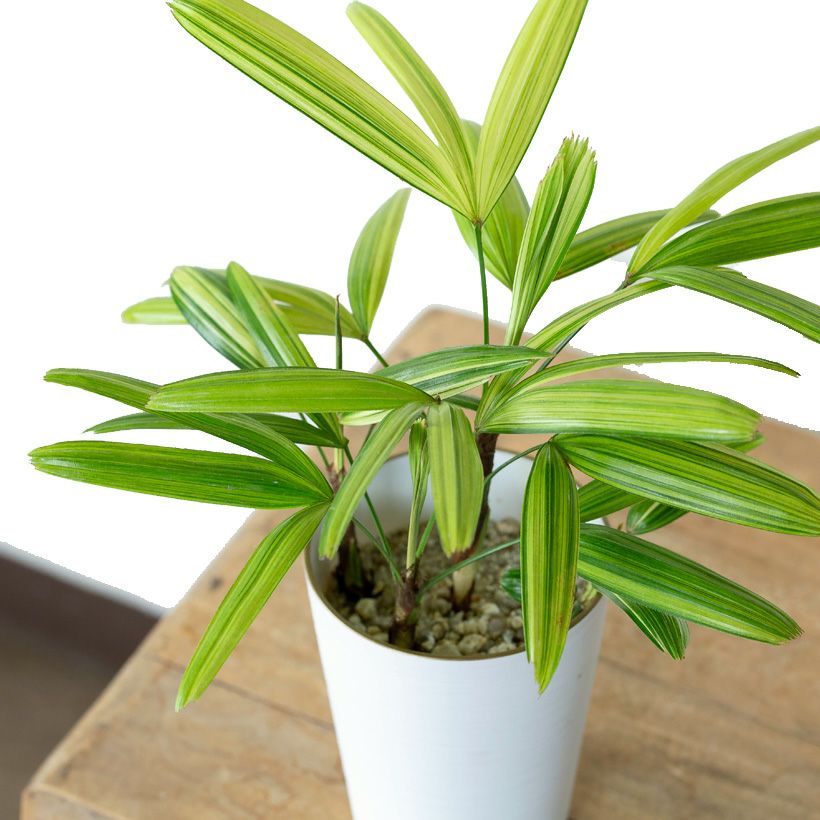 観音竹アヤニシキ（綾錦）斑入りで美しい観葉植物[公式] e-花屋さん