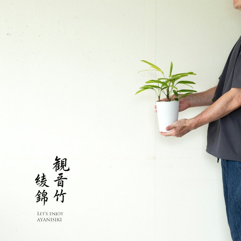 観音竹アヤニシキ（綾錦）斑入りで美しい観葉植物[公式] e-花屋さん