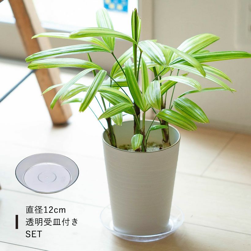 観音竹アヤニシキ（綾錦）斑入りで美しい観葉植物[公式] e-花屋さん