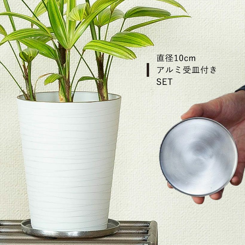 観音竹アヤニシキ（綾錦）斑入りで美しい観葉植物[公式] e-花屋さん