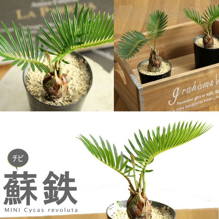 苗木・植木 ソテツ（雌木）（中型サイズ）子供3本付き（インテリア用）