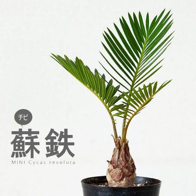 000000001020-04.jpg?size=m&w= 
