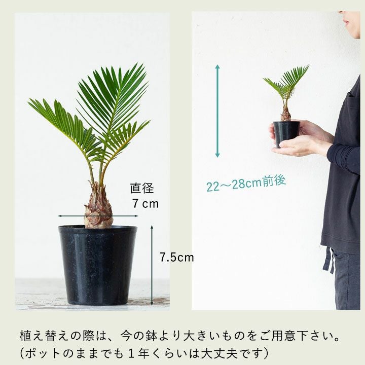 小さいソテツ（蘇鉄）観葉植物として室内でも楽しめるミニサイズ苗